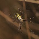AraÃ±a
