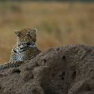 Termite hill outlook