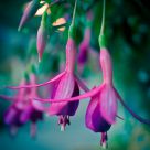 Dancing Flowers