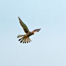 kestrel hovering