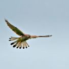 hovering kestrel