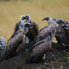 When do the lions finally hunt, we are hungry?