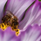 Bee exploring Cosmos flower