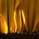 Sunflower's golden flame