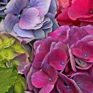 Hydrangea.