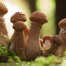 mushroom family
