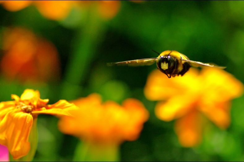 Airborne BEE