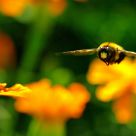 Airborne BEE