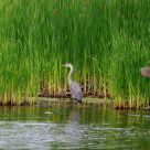 Two unlike herons