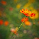 flower in the middle of the bokeh