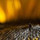 Sunflower's heart
