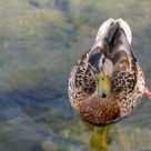Curious Duckling