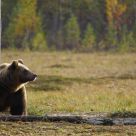 Brown bear