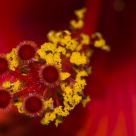 Mi flor