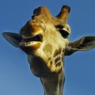 Girafa
