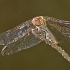 libelula