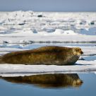 Bearded Seal