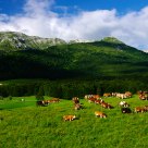Pasture
