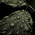 Silvered Green
