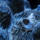 Tron Clam