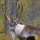 Wild reindeer