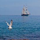 L'oiseau et le bateau