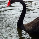 Patito feo