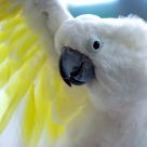 parrot