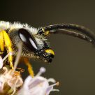 Wasp Portrait