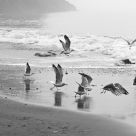 Gulls at the Beach