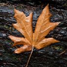 Signs of Fall