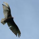 Turquey Vulture