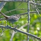 The hidden side of the ... Gray Catbird