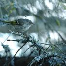 King(let) of the Northeast forest