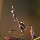 Empusa