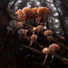 mushroom family III
