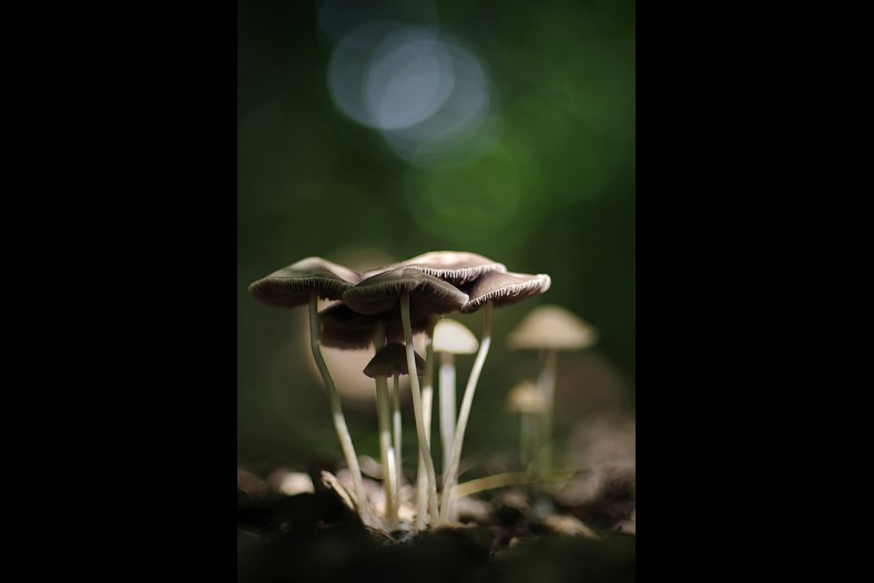 Meet the Mushroom family