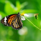 Danaus genutia
