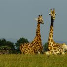 Duo de Girafas