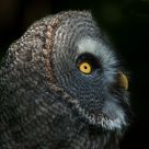 Great Grey Owl