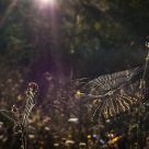 Catch the light