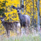 Autumn Deer
