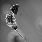 Monochrome de witheman