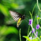 Troides helena