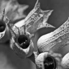 Pods