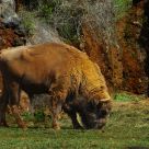 Bufalo