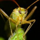 Bug