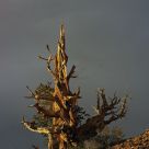 A Shining Sentinel