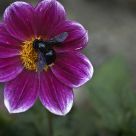 Thaon Sur Dahlia