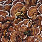 Fungus